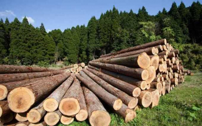 В Румынии проводят расследование в отношении HS Timber Group за уклонение от налогов на незадекларированную древесину